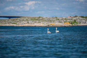 Swan couple by cliffs on a summer day.