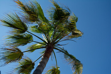 large palm leaves from a nadir point of view and on a blue sky - obrazy, fototapety, plakaty