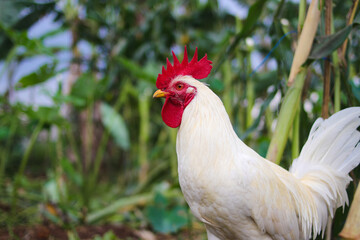 A white rooster with a red cockscomb and defocused background is looking for food in the backyard