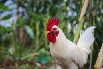 A white rooster with a red cockscomb and defocused background is looking for food in the backyard