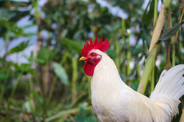 A white rooster with a red cockscomb and defocused background is looking for food in the backyard