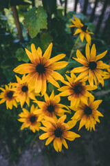Beautiful yellow sunflower like summer flower