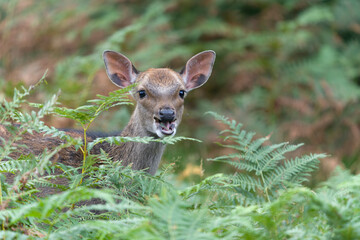 Sika deer, Cervus nippon