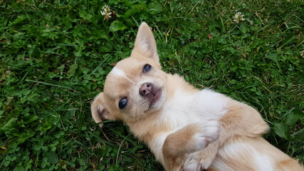 a white chihuahua is lying on the green grass. funny cross-eyed dog