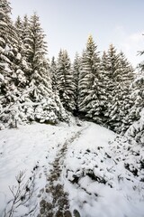 Fototapeta na wymiar Tall dense old spruce trees grow on a snowy slope