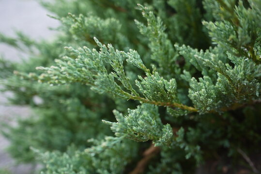 Creeping Juniper (Juniperus horizontalis) is a low-growing, evergreen shrub that is often used as a ground cover.