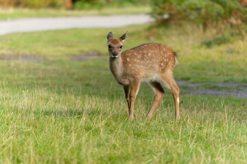 Sika deer, Cervus nippon