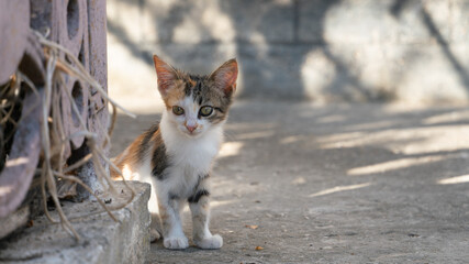Kitten in the morning sunlight outdoors in early autumn in September