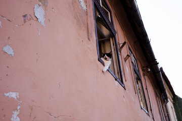 Fototapeta na wymiar Beautiful cat resting in the window of an old building in Sibiu, Romania.