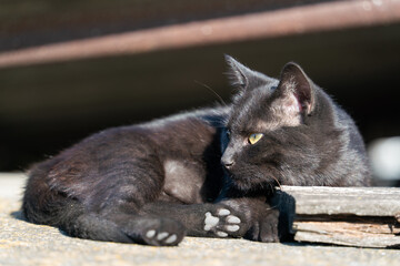 Black kitten sunny morning rays of natural light on the roof