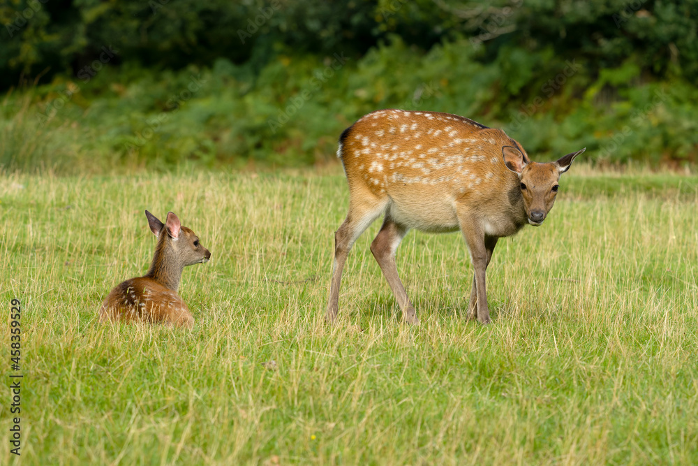 Poster Sika deer, Cervus nippon