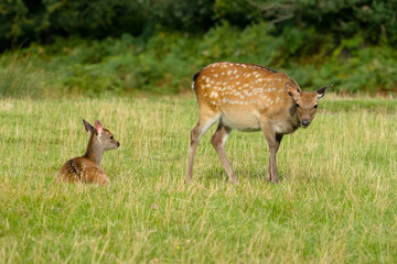 Sika deer, Cervus nippon