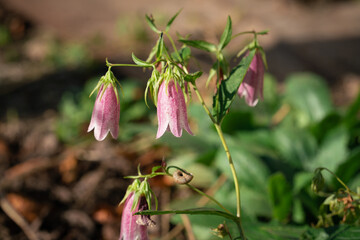 Bellflower flowers on blurred background on a sunny autumn day