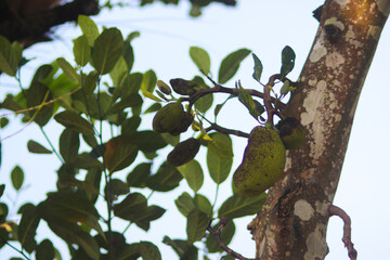 The jackfruit (Artocarpus heterophyllus) hanging on tree branches. Asian tropical fruits stock...