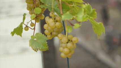 grapes on vine