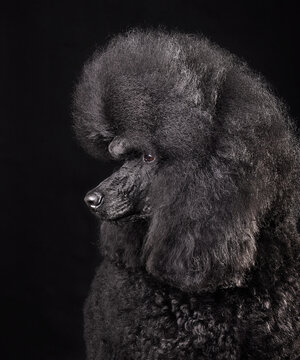 Portrait of black poodle