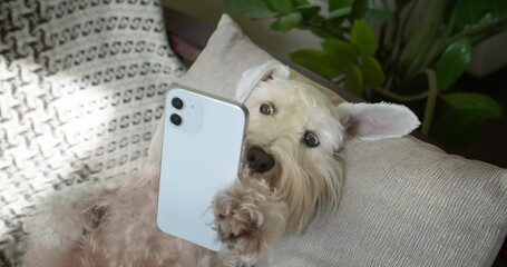 Cute silver miniature schnauzer terrier dog, white terrier dog funny holding smartphone in paw like a hand. Stunning eyes, amazed face in surprise. Funny dog with smartphone concept