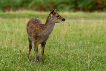 Sika deer, Cervus nippon