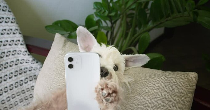 Cute silver miniature schnauzer terrier dog, white terrier dog funny holding smartphone in paw like a hand. Funny dog with smartphone concept