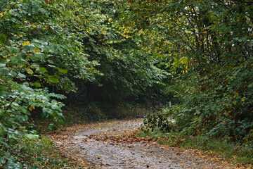 The first signs of autumn in the Monticolo Forest in Italy's South Tyrol.