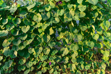 Green wall of leaves in early autumn in September in rays of sunlight