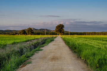 Gravel straight path on a green rice field landscape sunrise on a blue cloudy sunrise sky