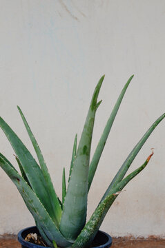 Vertical shot of an aloe vera potted plant