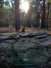 autumn in the forest