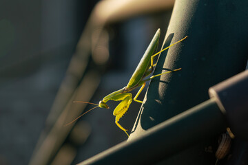 Green praying mantis in rays of sunlight on a dark background