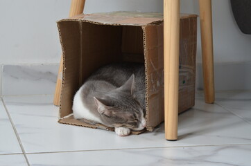 cat sleeping in a cage