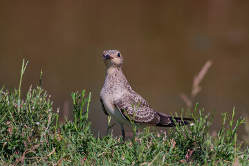 Collared Pratincole (Glareola pratincola) perched in grass