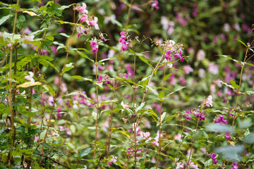 The first signs of autumn in the Monticolo Forest in Italy's South Tyrol.