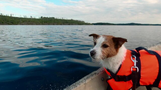 Funny dog in boat in a life jacket. Jack Russell Terrier at travel 
