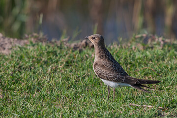 Collared Pratincole (Glareola pratincola) perched in grass