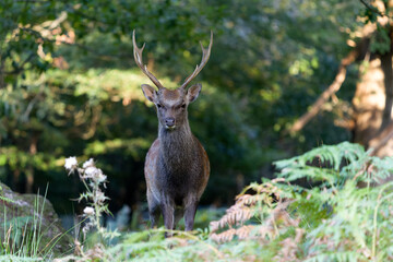 Sika deer, Cervus nippon