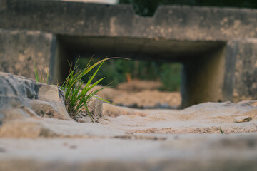 Grass sprouts coming from stone base and with water bridge in the background