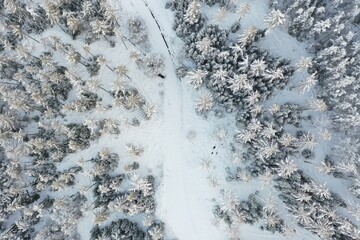 Snow on trees