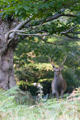 Sika deer, Cervus nippon