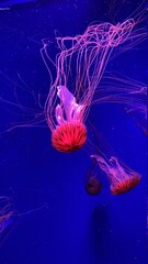 jellyfish in the water