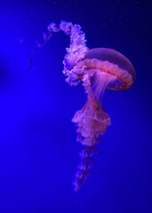 jellyfish in the water