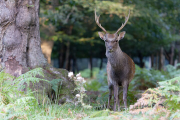 Sika deer, Cervus nippon