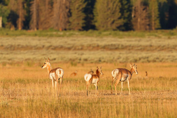 White tail deers in morning golden sun light in Grand Teton National Park, Wyoming USA.