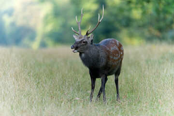 Sika deer, Cervus nippon
