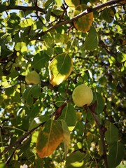 green pears on the tree