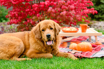 Big dog on an autumn picnic on a background of red foliage