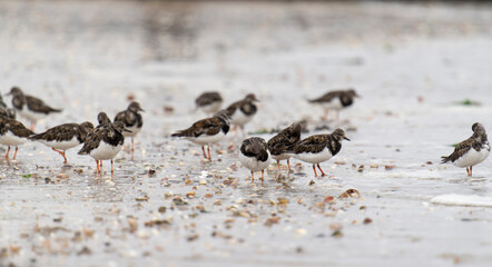 Turnstone, Arenaria interpres
