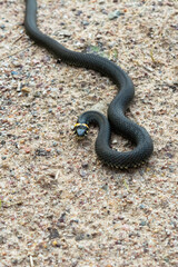 Writhing snake in the sand. Wildlife reptile close-up