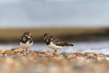 Turnstone, Arenaria interpres