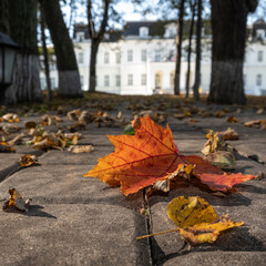 Autumn leaf on the sidewalk in the park