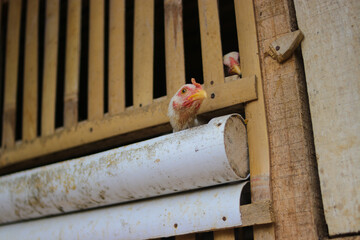 Close-up view of boiler chicken with white feathers and red comb is looking at to the camera in a cage made of bamboo and white PVC in a traditional farm in Indonesia.
